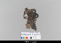 藏品(中國湖北皮影戲偶頭-旦)的圖片